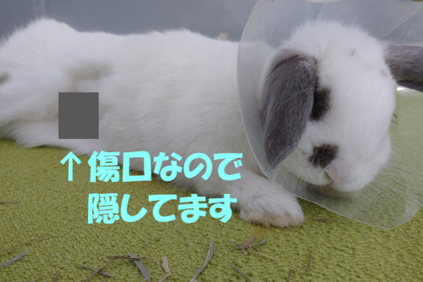 エリザベスカラー装着うさぎ(セボネちゃん)