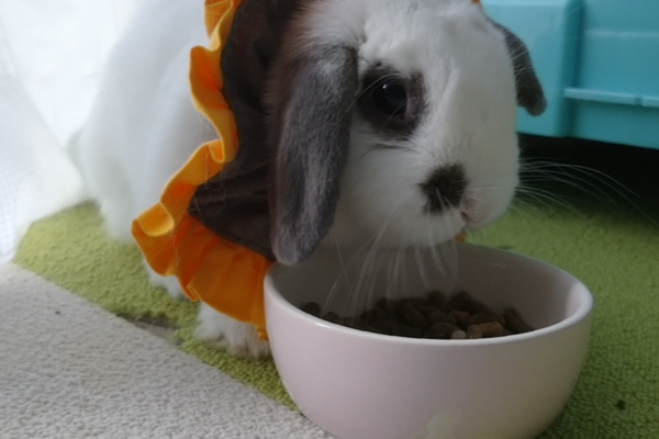 柔らかいエリザベスカラーを装着したうさぎ(セボネちゃん)
