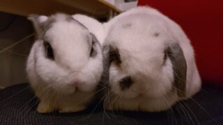 うさぎの放し飼い生活