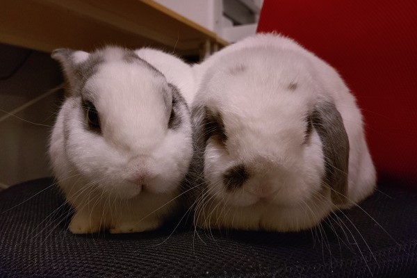 うさぎの放し飼い生活