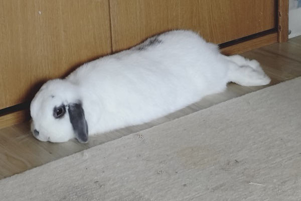 カーペットのないエリアでくつろぐうさぎのセボネちゃん